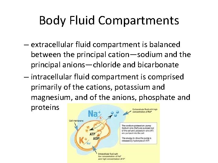 Body Fluid Compartments – extracellular fluid compartment is balanced between the principal cation—sodium and