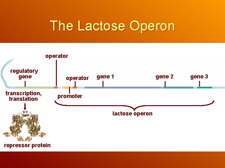 The Lactose Operon operator regulatory gene transcription, translation operator gene 1 promoter lactose operon