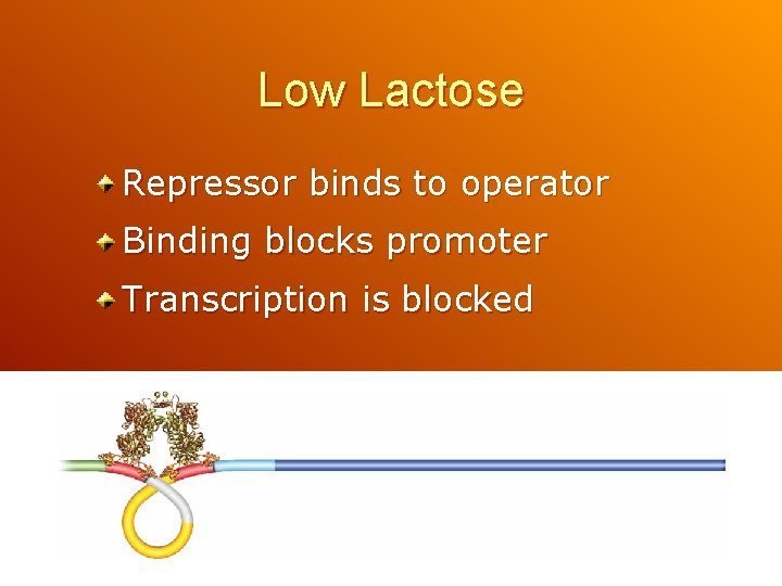 Low Lactose Repressor binds to operator Binding blocks promoter Transcription is blocked 