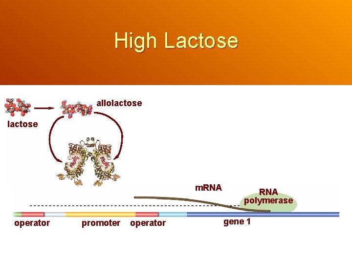 High Lactose allolactose m. RNA operator promoter operator RNA polymerase gene 1 
