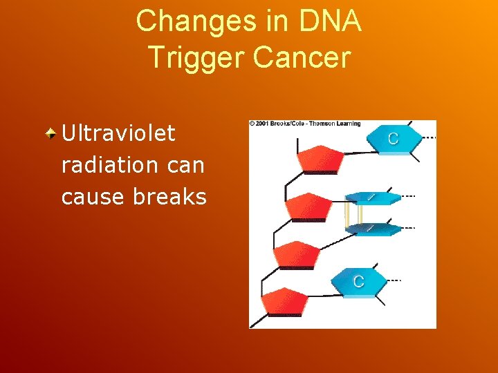 Changes in DNA Trigger Cancer Ultraviolet radiation cause breaks 