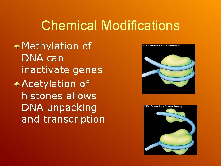 Chemical Modifications Methylation of DNA can inactivate genes Acetylation of histones allows DNA unpacking