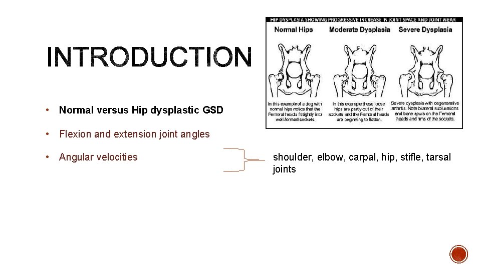  • Normal versus Hip dysplastic GSD • Flexion and extension joint angles •