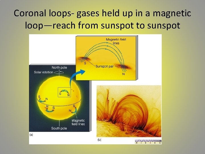 Coronal loops- gases held up in a magnetic loop—reach from sunspot to sunspot 