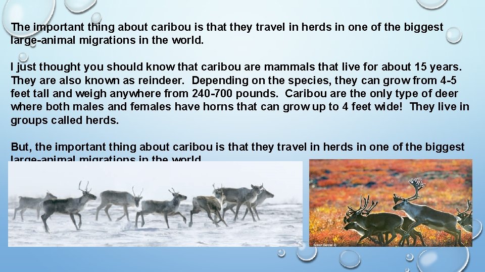 The important thing about caribou is that they travel in herds in one of The important thing about caribou is that they travel in herds in one of