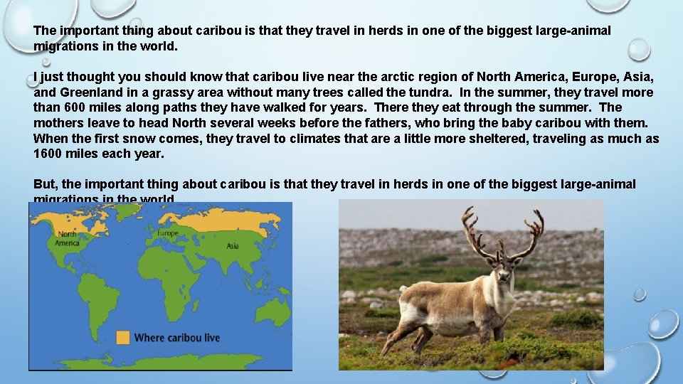 The important thing about caribou is that they travel in herds in one of