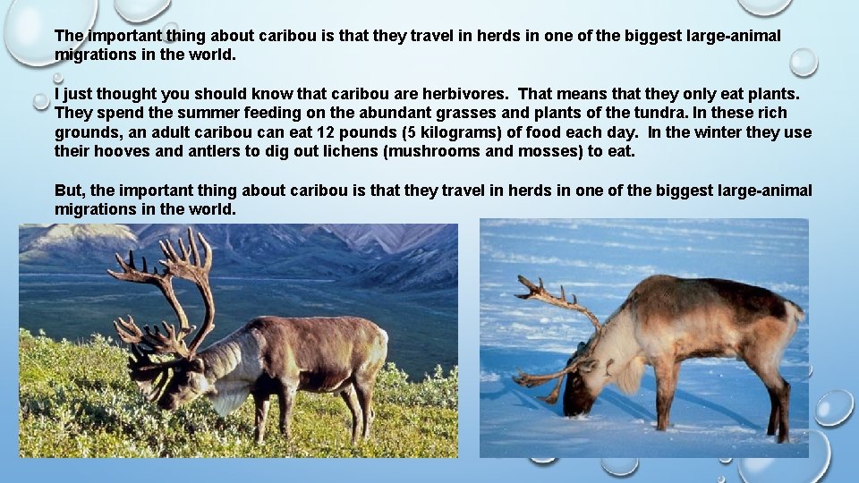 The important thing about caribou is that they travel in herds in one of