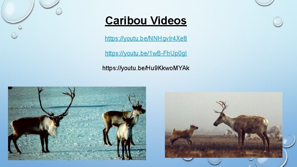 Caribou Videos https: //youtu. be/NNHgv. Ir 4 Xe 8 https: //youtu. be/1 w. B-Fh.