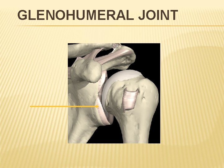 GLENOHUMERAL JOINT 