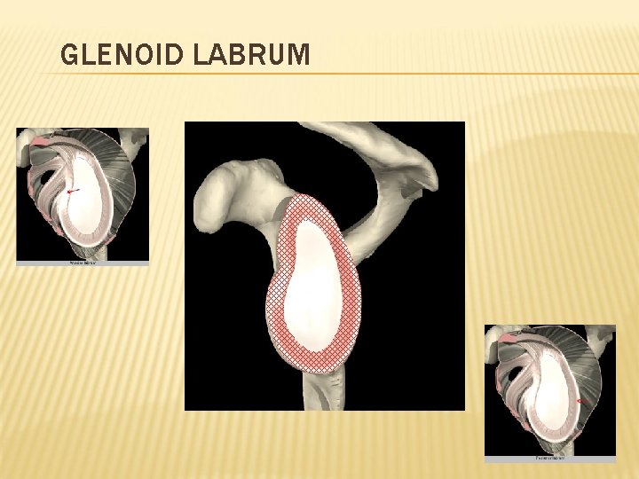 GLENOID LABRUM 