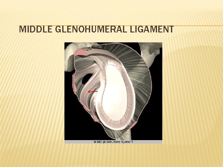 MIDDLE GLENOHUMERAL LIGAMENT 