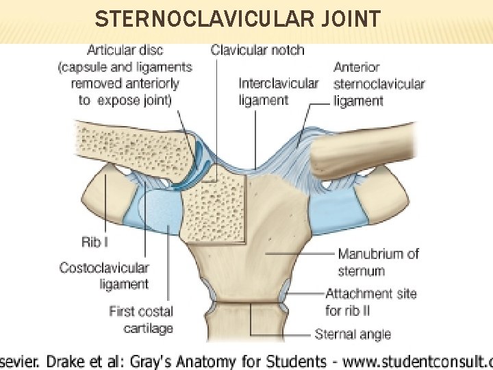 STERNOCLAVICULAR JOINT 