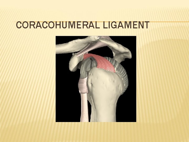 CORACOHUMERAL LIGAMENT 