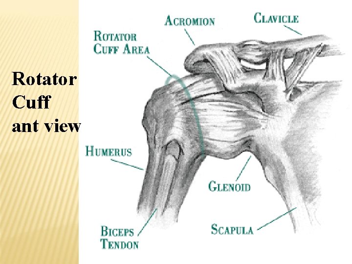 Rotator Cuff ant view 