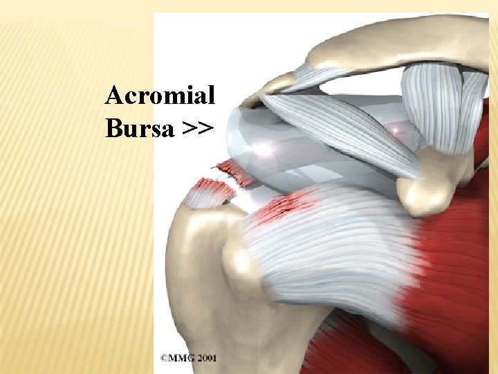 Acromial Bursa >> 