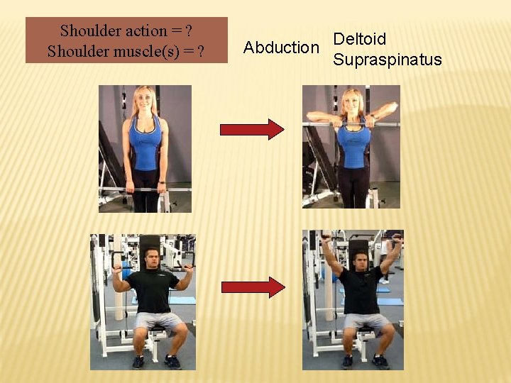 Shoulder action = ? Shoulder muscle(s) = ? Abduction Deltoid Supraspinatus 