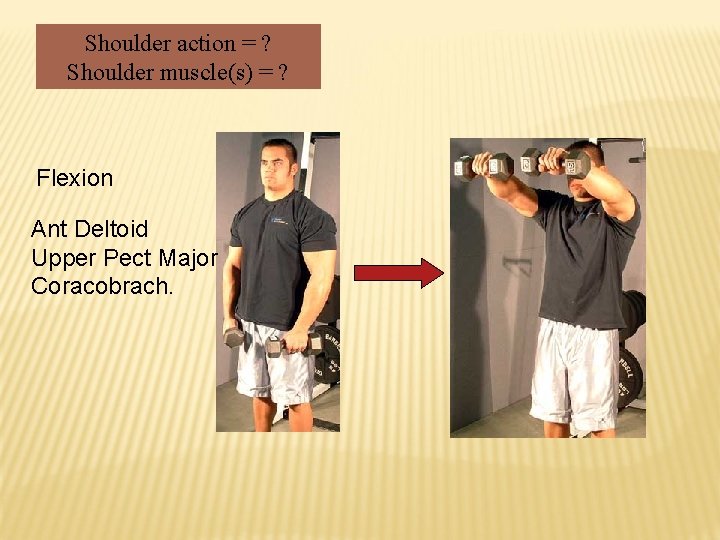 Shoulder action = ? Shoulder muscle(s) = ? Flexion Ant Deltoid Upper Pect Major