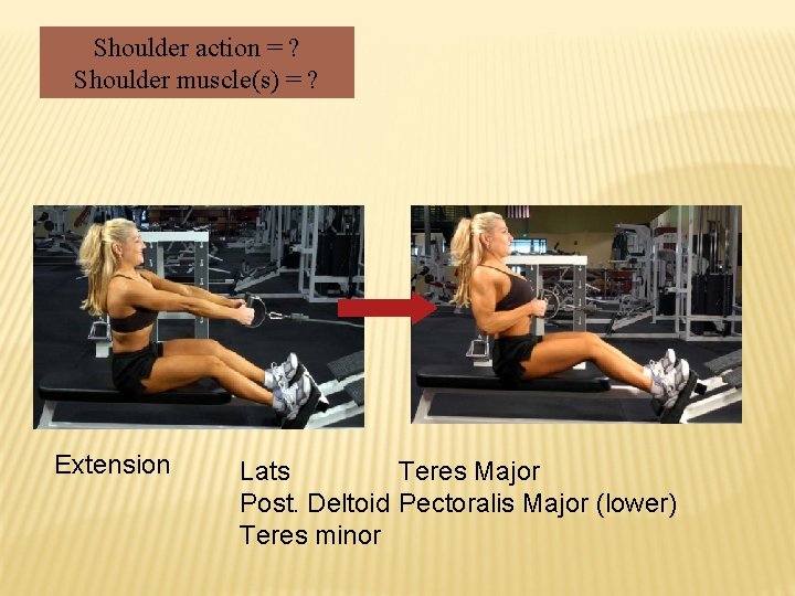 Shoulder action = ? Shoulder muscle(s) = ? Extension Lats Teres Major Post. Deltoid