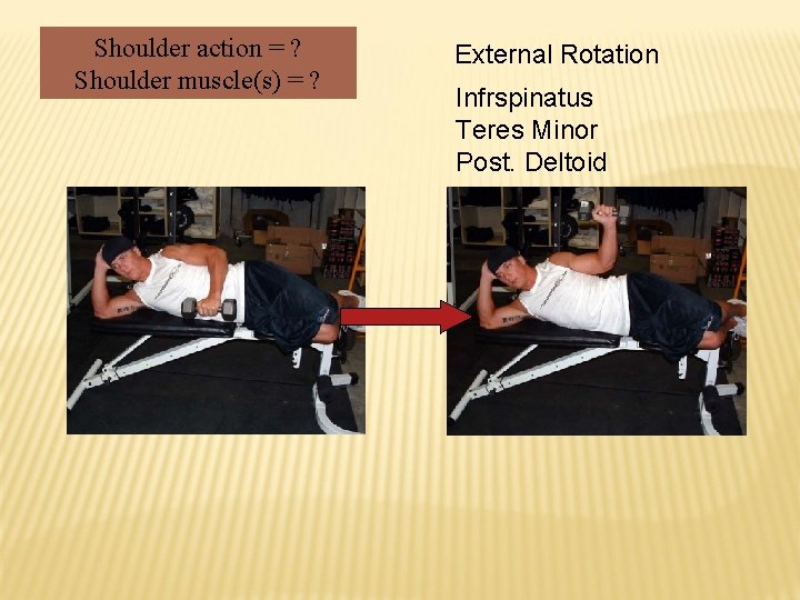 Shoulder action = ? Shoulder muscle(s) = ? External Rotation Infrspinatus Teres Minor Post.
