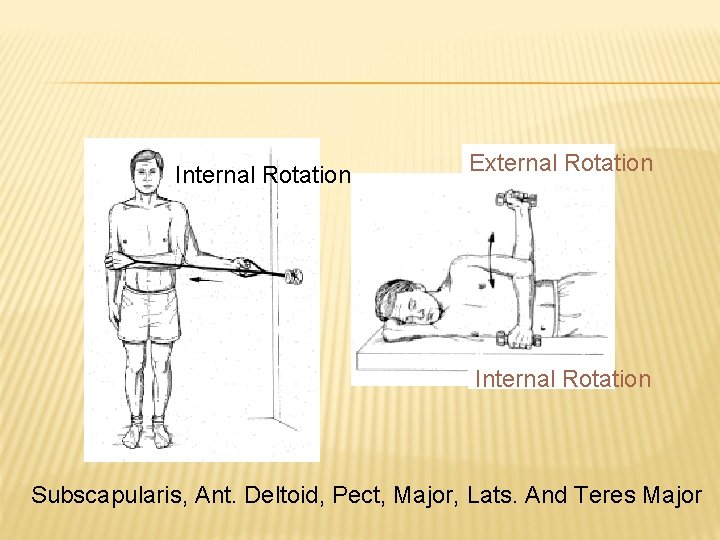 Internal Rotation External Rotation Internal Rotation Subscapularis, Ant. Deltoid, Pect, Major, Lats. And Teres