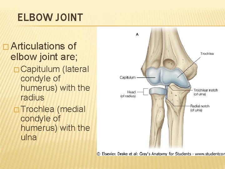 ELBOW JOINT � Articulations of elbow joint are; � Capitulum (lateral condyle of humerus)