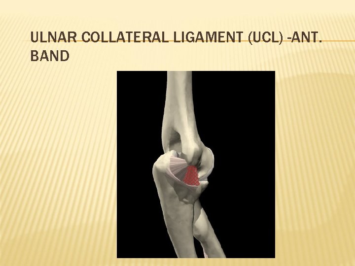 ULNAR COLLATERAL LIGAMENT (UCL) -ANT. BAND 