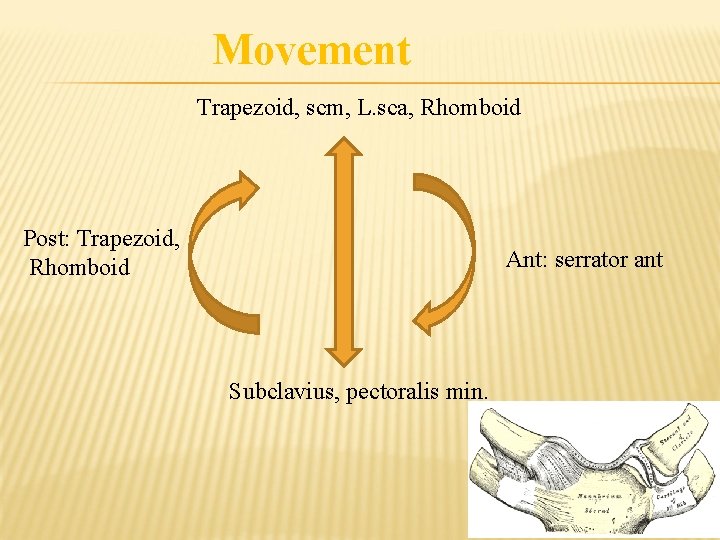 Movement Trapezoid, scm, L. sca, Rhomboid Post: Trapezoid, Rhomboid Ant: serrator ant Subclavius, pectoralis