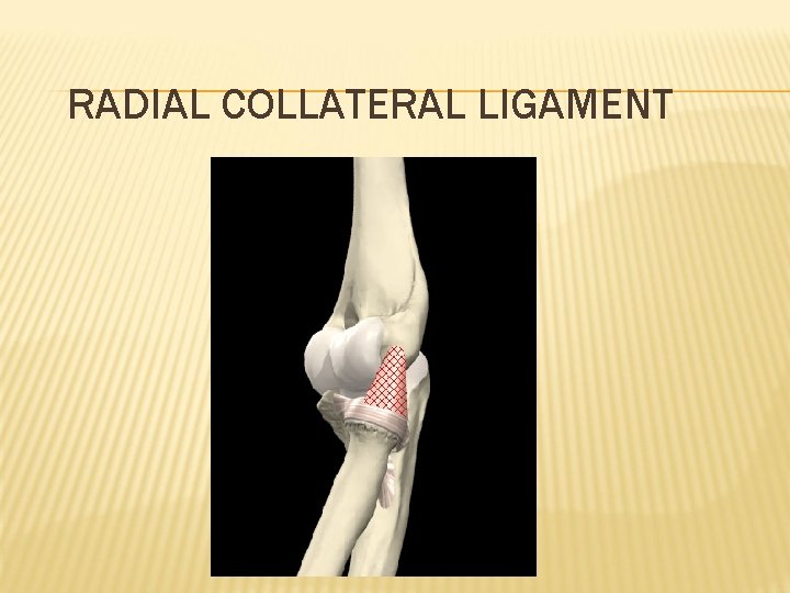 RADIAL COLLATERAL LIGAMENT 