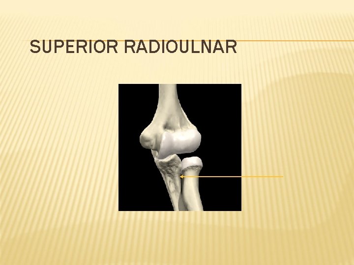 SUPERIOR RADIOULNAR 