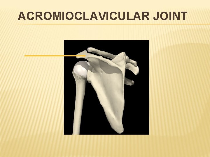 ACROMIOCLAVICULAR JOINT 