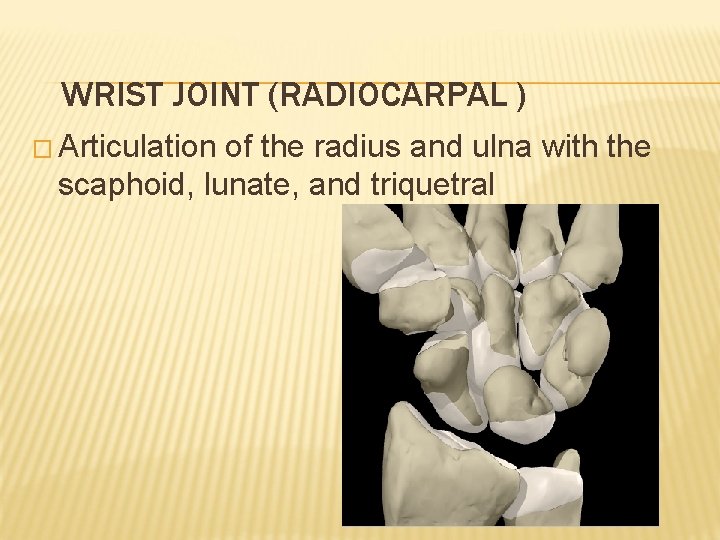 WRIST JOINT (RADIOCARPAL ) � Articulation of the radius and ulna with the scaphoid,