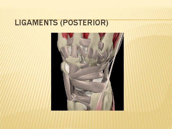 LIGAMENTS (POSTERIOR) 