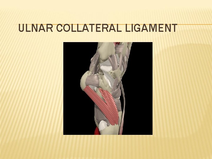 ULNAR COLLATERAL LIGAMENT 