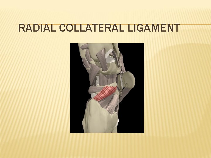 RADIAL COLLATERAL LIGAMENT 