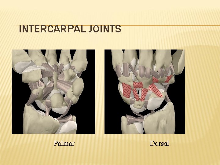 INTERCARPAL JOINTS Palmar Dorsal 