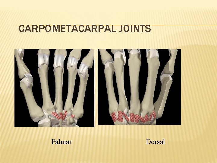 CARPOMETACARPAL JOINTS Palmar Dorsal 