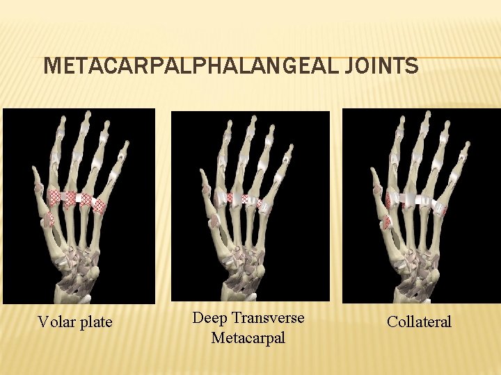 METACARPALPHALANGEAL JOINTS Volar plate Deep Transverse Metacarpal Collateral 