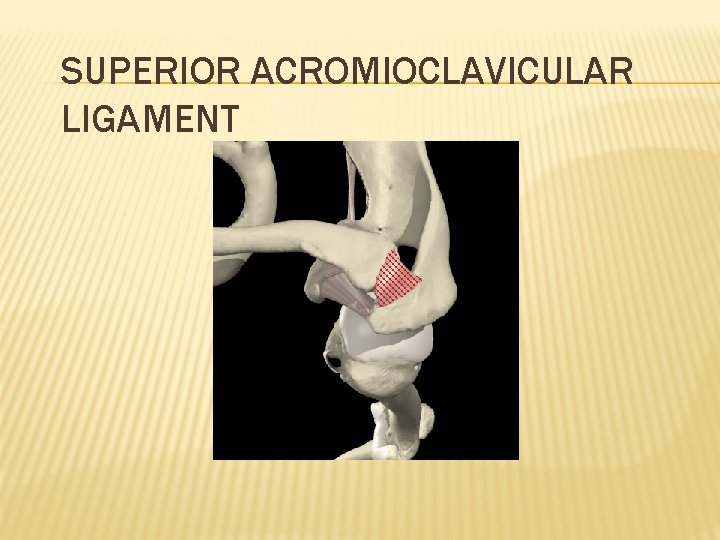 SUPERIOR ACROMIOCLAVICULAR LIGAMENT 