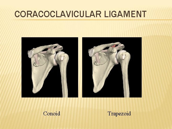 CORACOCLAVICULAR LIGAMENT Conoid Trapezoid 