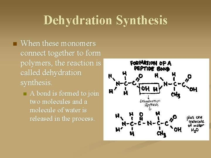 Dehydration Synthesis n When these monomers connect together to form polymers, the reaction is