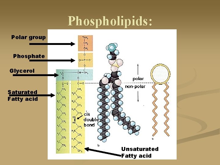 Phospholipids: Polar group Phosphate Glycerol Saturated Fatty acid Unsaturated Fatty acid 