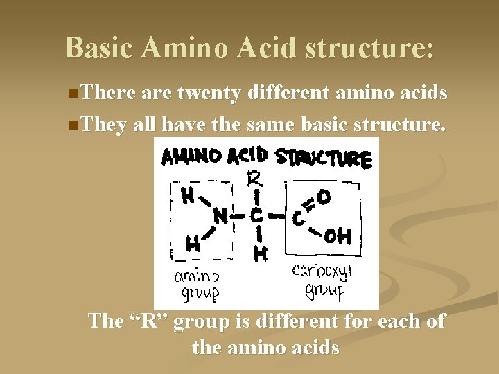 Basic Amino Acid structure: n. There are twenty different amino acids n. They all
