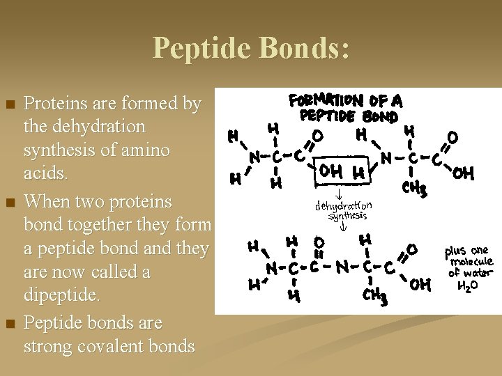 Peptide Bonds: n n n Proteins are formed by the dehydration synthesis of amino