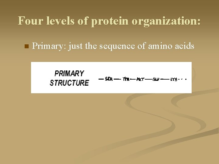 Four levels of protein organization: n Primary: just the sequence of amino acids 