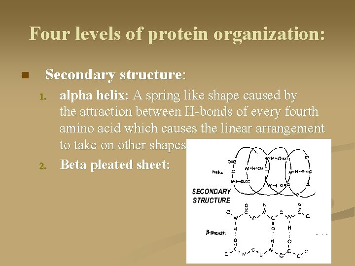 Four levels of protein organization: n Secondary structure: 1. 2. alpha helix: A spring