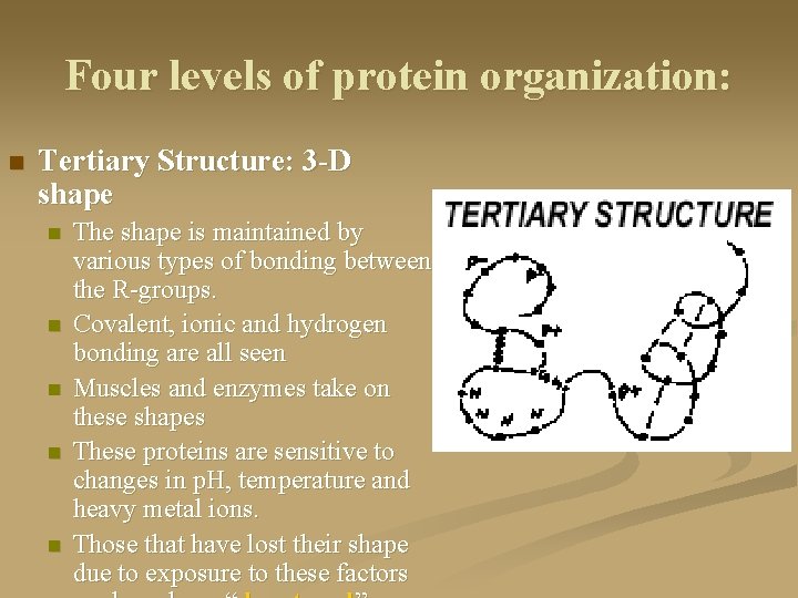 Four levels of protein organization: n Tertiary Structure: 3 -D shape n n n