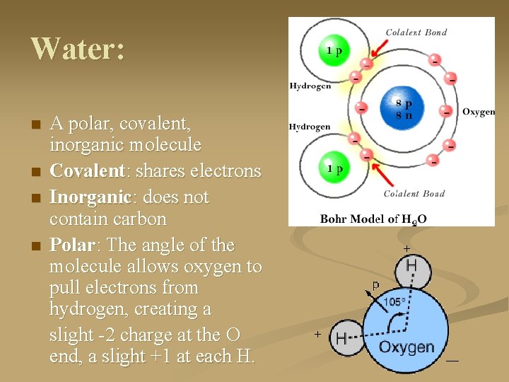 Water: n n A polar, covalent, inorganic molecule Covalent: shares electrons Inorganic: does not