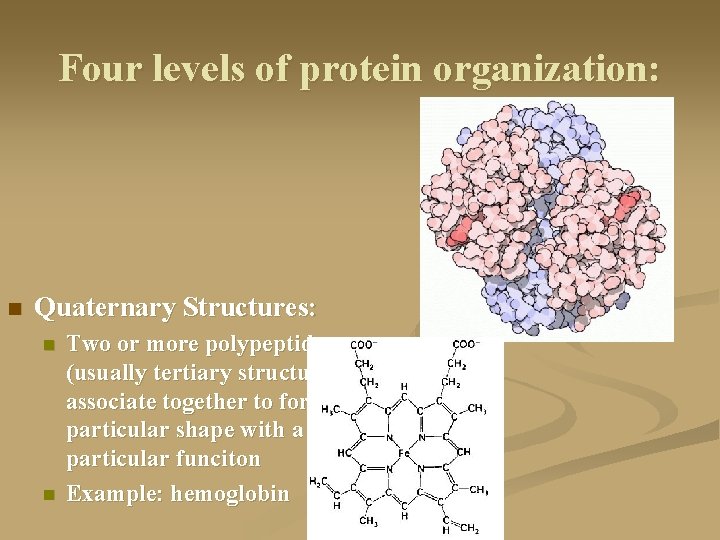 Four levels of protein organization: n Quaternary Structures: n n Two or more polypeptides