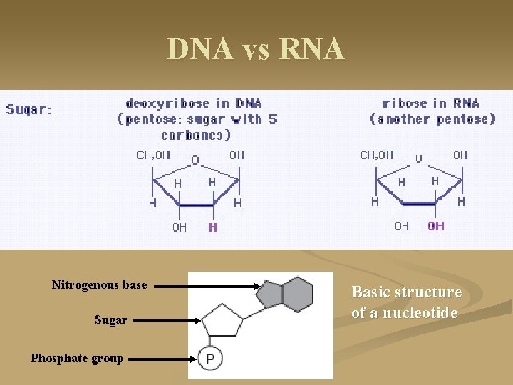 DNA vs RNA Nitrogenous base Sugar Phosphate group Basic structure of a nucleotide 
