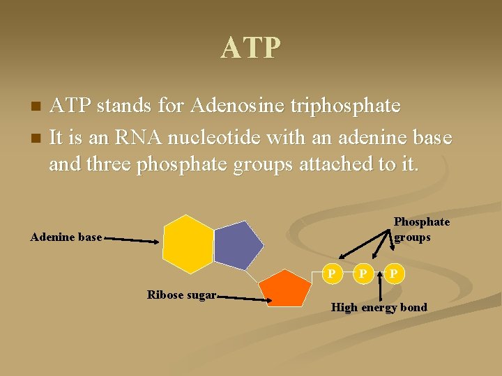 ATP stands for Adenosine triphosphate n It is an RNA nucleotide with an adenine